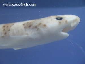 Foto Galerie/Carcharhiniformes/Scyliorhinus stellaris/Scyliorhinus stellaris_07_S.jpg